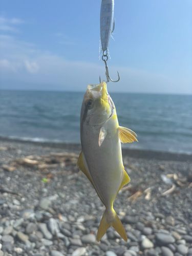 ショゴの釣果