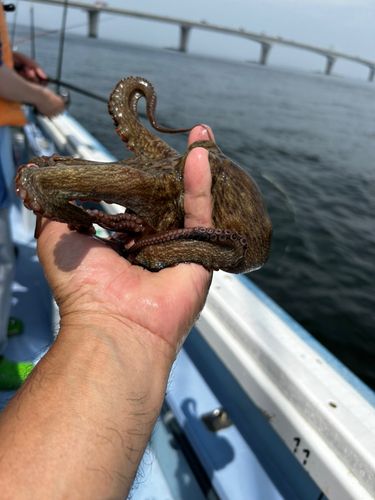 マダコの釣果