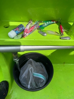 マダコの釣果