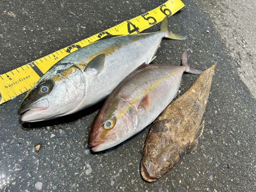 カンパチの釣果