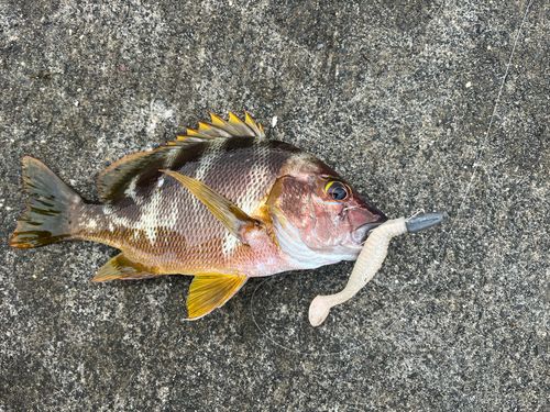 フエダイの釣果