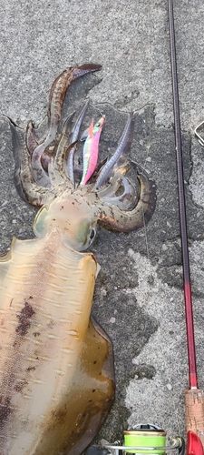 アオリイカの釣果