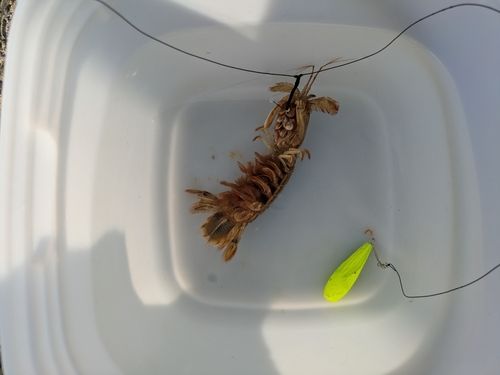シャコの釣果