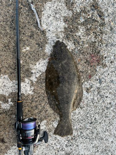 ヒラメの釣果