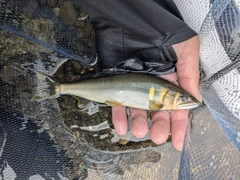 アユの釣果
