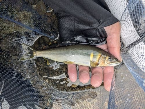 アユの釣果