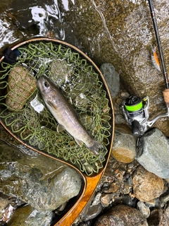 イワナの釣果
