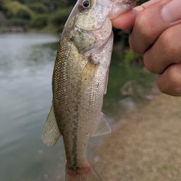 ラージマウスバス