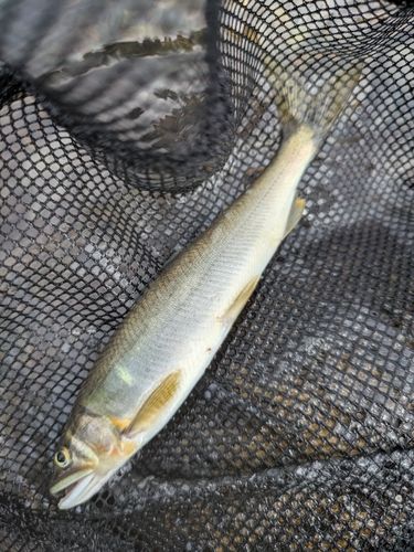 アユの釣果