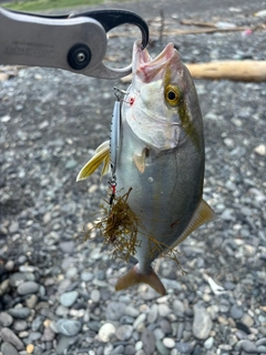 ショゴの釣果