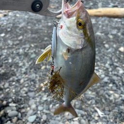 ショゴ