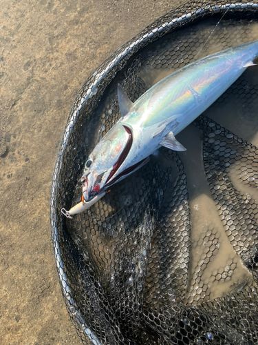 ソウダガツオ