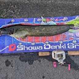 マナマズ