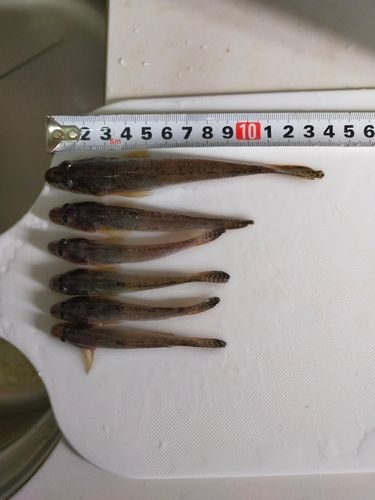 マハゼの釣果