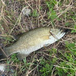 スモールマウスバス