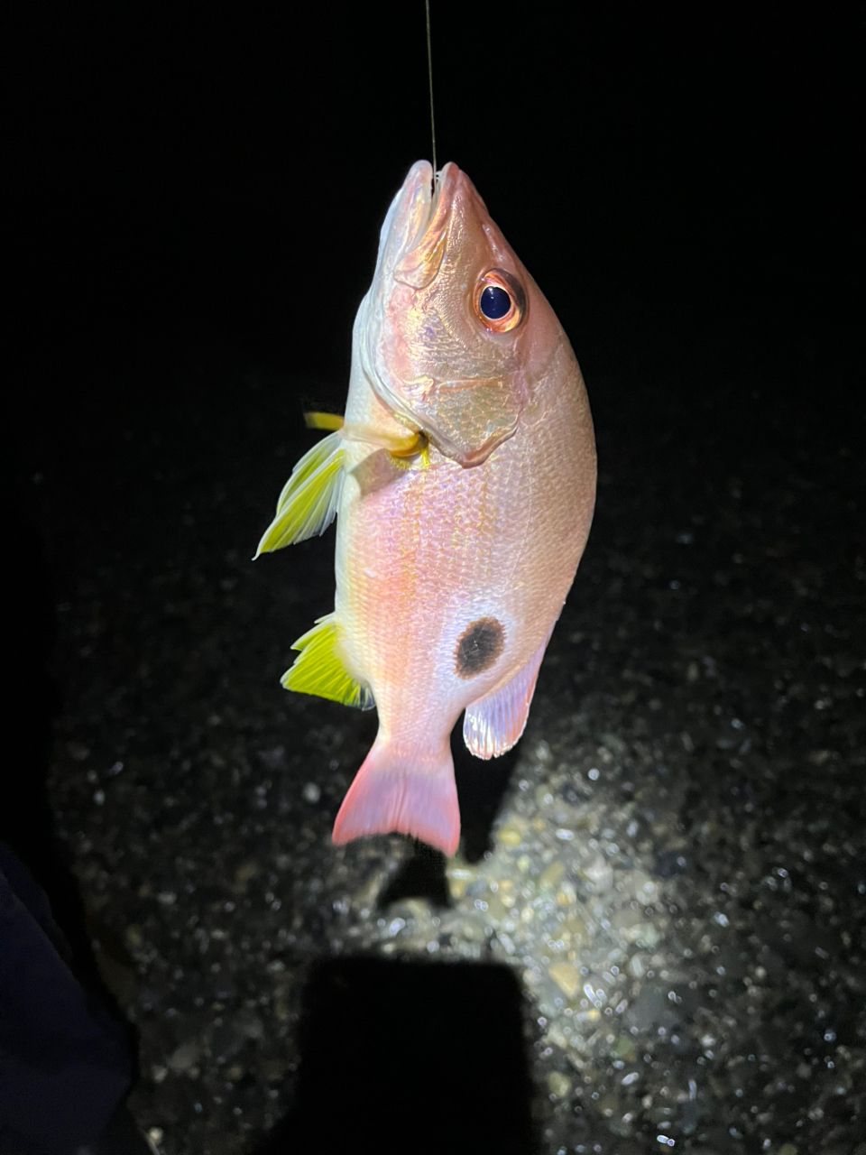 クロホシフエダイ