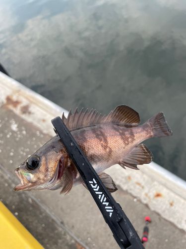 メバルの釣果