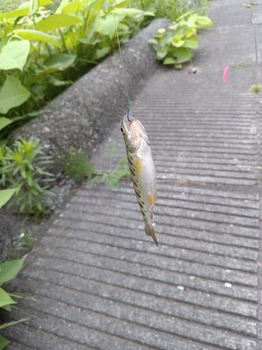 ヤマメの釣果