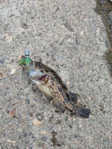 クロソイの釣果