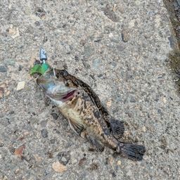 クロソイ