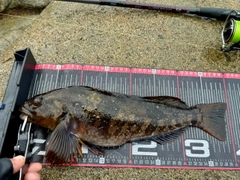 アイナメの釣果