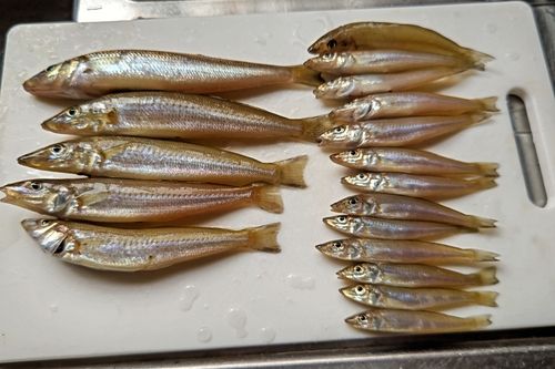 キスの釣果