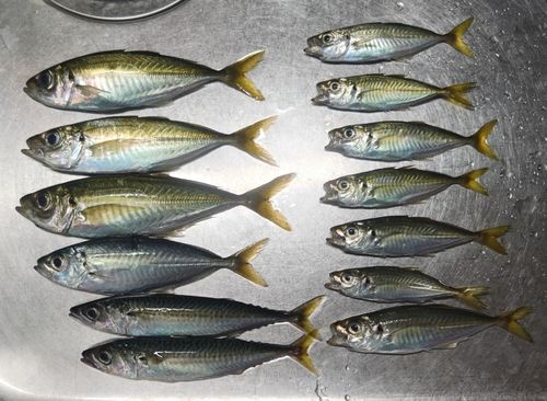 アジの釣果