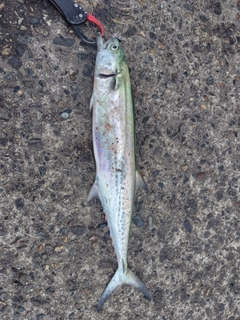 サゴシの釣果
