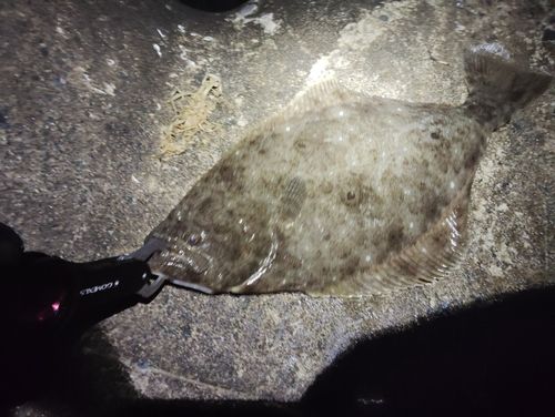ヒラメの釣果