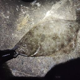 ヒラメ