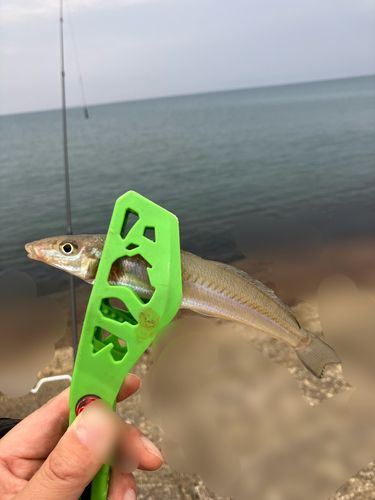 キスの釣果
