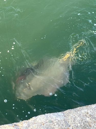 アカエイの釣果