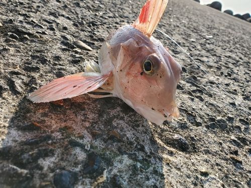 ホウボウの釣果