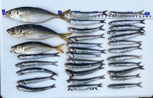 アジの釣果