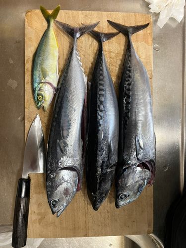 ソウダガツオの釣果