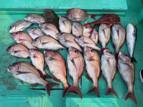 マダイの釣果