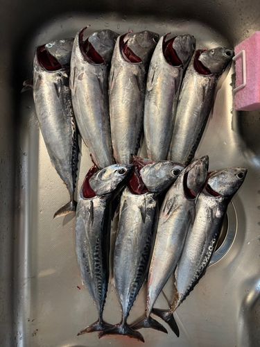 ソウダガツオの釣果