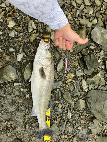 スズキの釣果