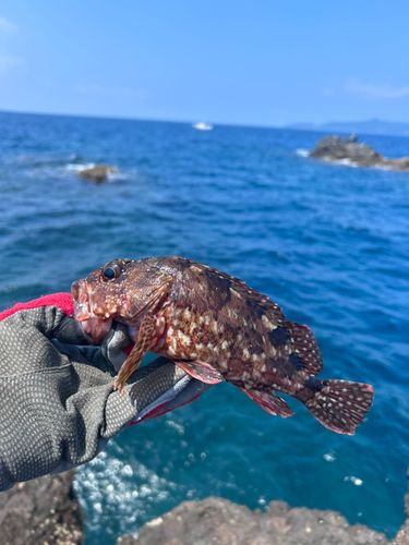 アラカブの釣果
