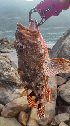 カサゴの釣果