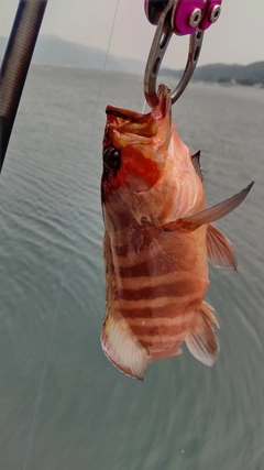 オオモンハタの釣果