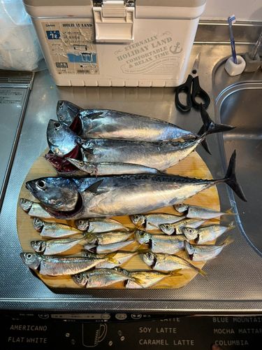 スマガツオの釣果