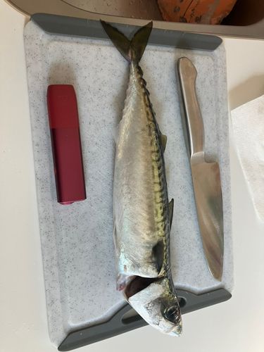 サバの釣果