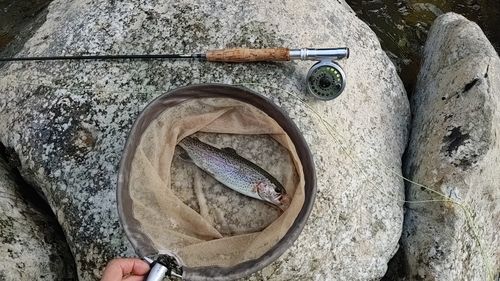 ニジマスの釣果