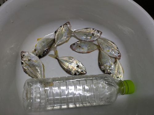 ヒイラギの釣果