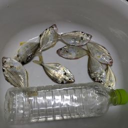 ヒイラギ