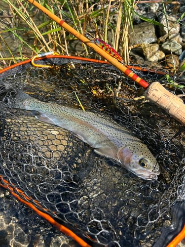 ニジマスの釣果