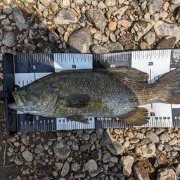 スモールマウスバス