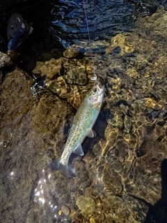 ニジマスの釣果