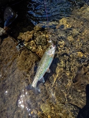ニジマスの釣果